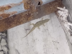 Hemidactylus