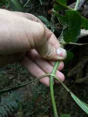 Hoffmannia longipetiolata