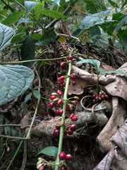 Hoffmannia longipetiolata