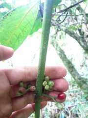 Hoffmannia longipetiolata