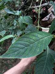 Hoffmannia longipetiolata