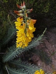 Lebeckia sepiaria