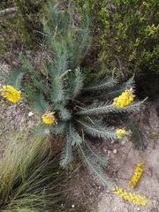 Lebeckia sepiaria
