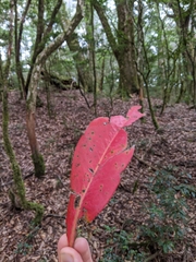 Photinia niitakayamensis