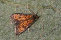 Ecpyrrhorrhoe rubiginalis