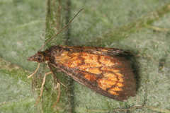 Ecpyrrhorrhoe rubiginalis