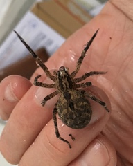 Zoropsis spinimana