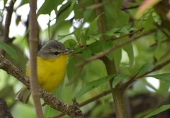 Phylloscopus xanthoschistos