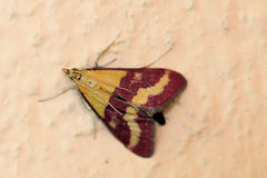 Pyrausta virginalis