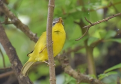 Phylloscopus xanthoschistos