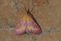 Pyrausta virginalis