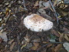 Agaricus brunneolus