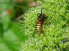 Dolichovespula norwegica