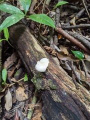 Favolus spatulatus