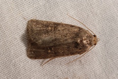 Caradrina germainii