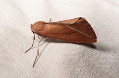 Compsoptera opacaria