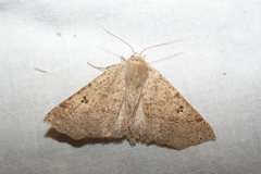 Crocallis dardoinaria