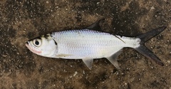 Megalops cyprinoides