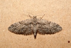 Eupithecia oxycedrata