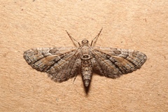 Eupithecia variostrigata
