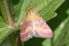Pyrausta sanguinalis