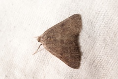 Pachycnemia tibiaria