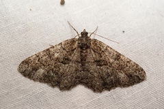 Peribatodes ilicaria