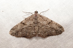 Peribatodes perversaria