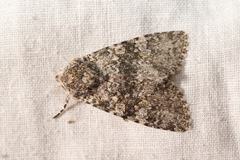 Polymixis xanthomista