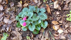 Cyclamen