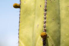 Lophocereus marginatus