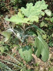 Macleaya cordata