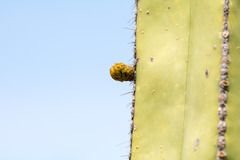 Lophocereus marginatus