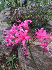Nerine bowdenii