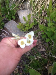 Calochortus apiculatus