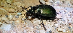 Calosoma schayeri
