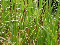 Carex riparia