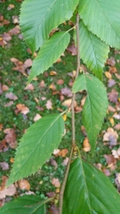 Betula grossa