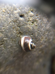 Littorinidae