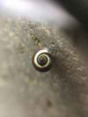 Littorinidae