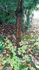 Betula grossa