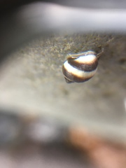 Littorinidae