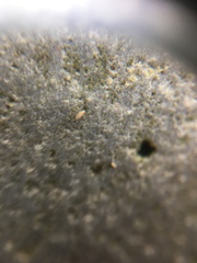 Littorinidae