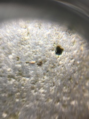 Littorinidae