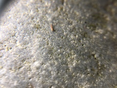 Littorinidae