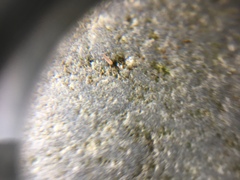 Littorinidae