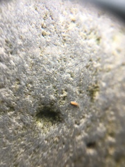 Littorinidae