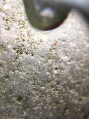 Littorinidae