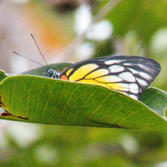 Prioneris clemanthe