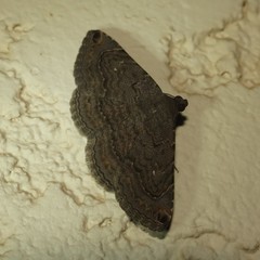 Toxonprucha pardalis